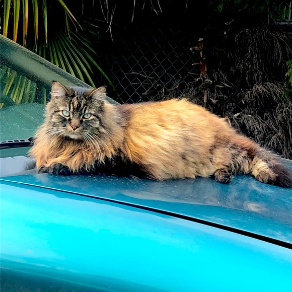 Meet your Posher, Jennifer - Picture 2 of 14